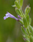 Drummond's false pennyroyal